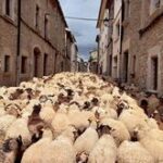 CAMÍ RAMADER DE MARINA. 2. LLUÇANÈS