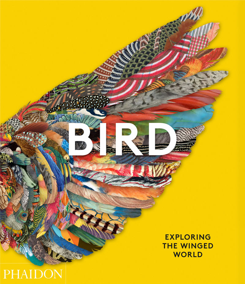 BIRDS.jpg